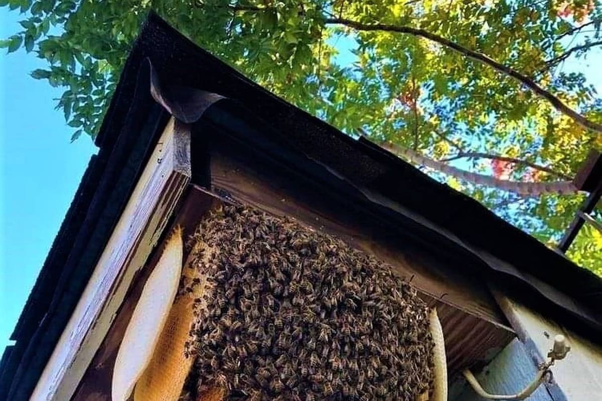 Piden no destruir panales de abejas