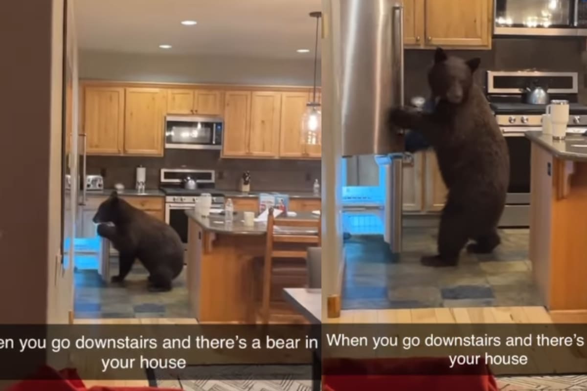 Oso entra hasta la cocina de una casa, y la familia no se dio cuenta hasta que bajaron las escaleras: así reaccionaron