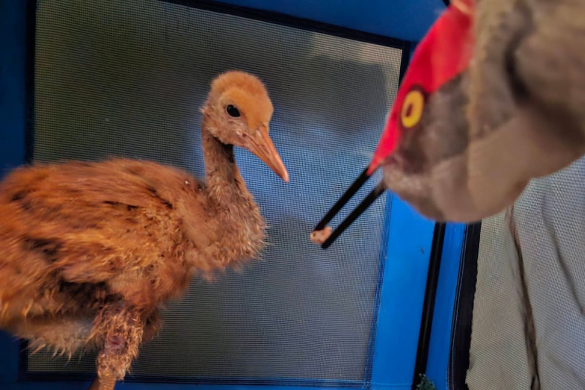 Conoce el disfraz “Ugly Mom”: así ayudan a grullas huérfanas a volver a la naturaleza