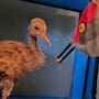 Conoce el disfraz “Ugly Mom”: así ayudan a grullas huérfanas a volver a la naturaleza