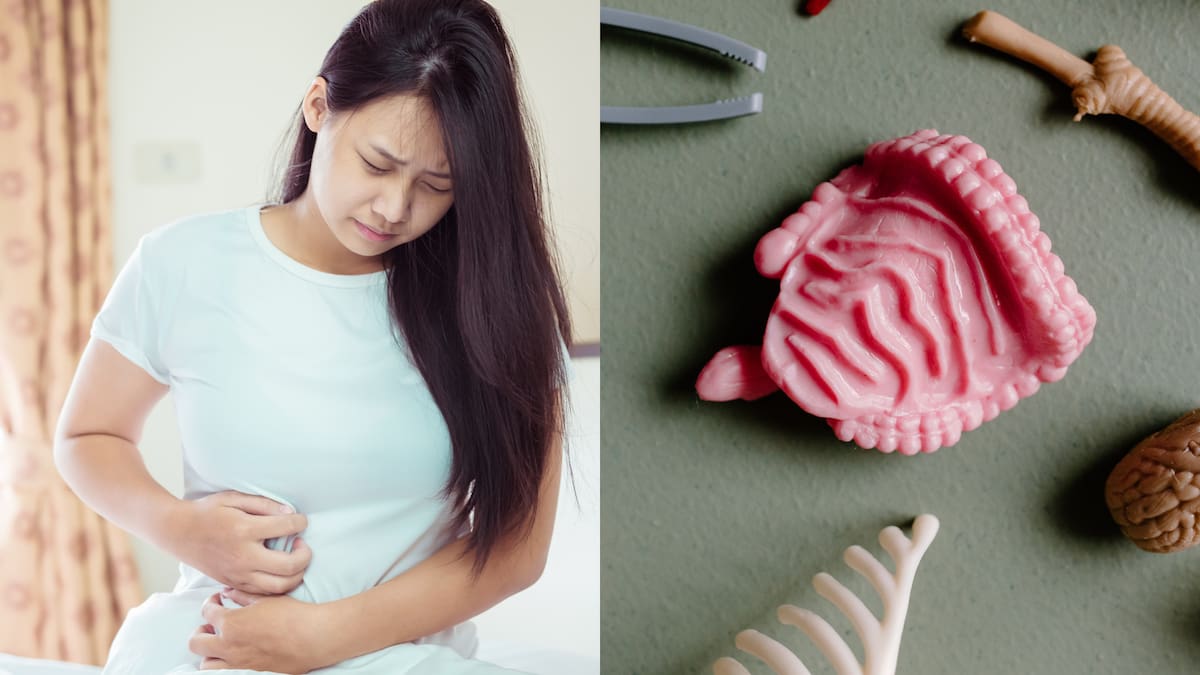 Microbios intestinales: clave en la fuerza muscular y la longevidad