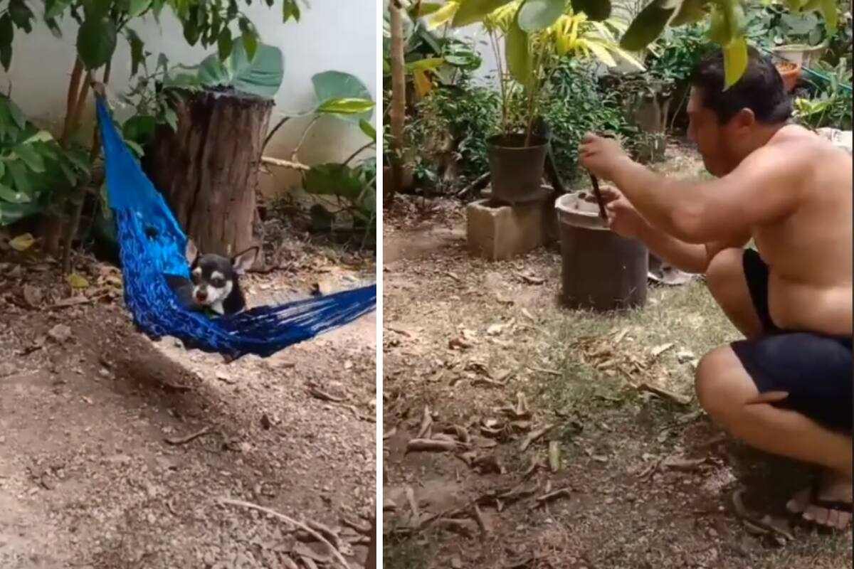 TikTok: Dueños le compran una hamaca a su perro y organizan tierna sesión de fotos