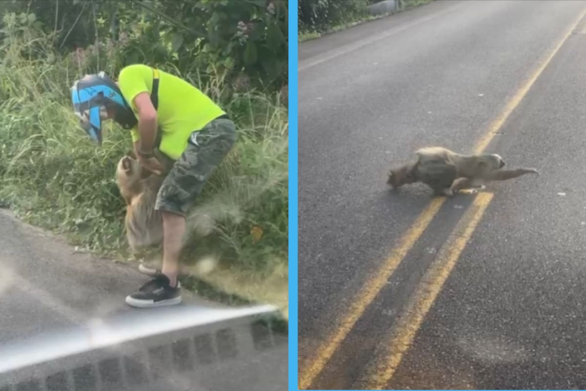 Perezoso ataca a motociclista en Costa Rica y el video se vuelve viral en redes (VIDEO)