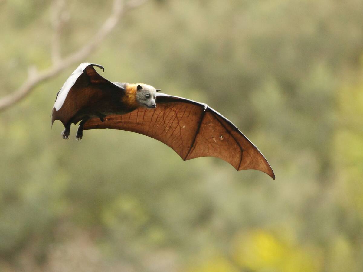 El zorro volador de cabeza gris, catalogado como en peligro de extinción, fue uno de los más afectados. | Ilustrativa de Canva