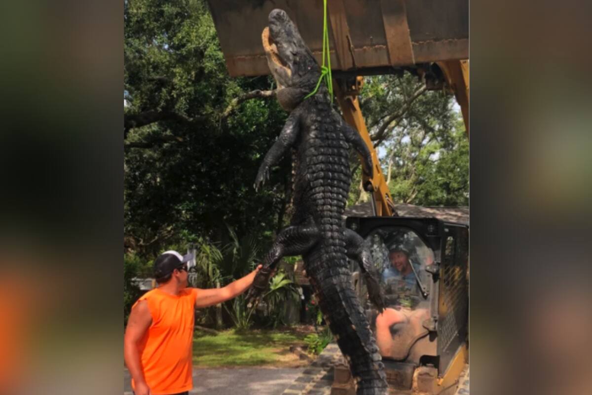 Atrapan al “Godzilla de Florida”