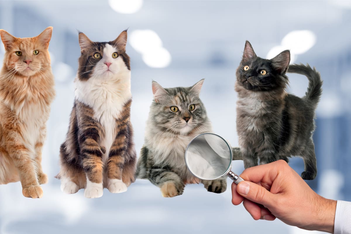 Descubren nuevo color de gato: ¿qué es el pelaje salmiak y por qué causa tanto interés?