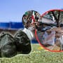 Más de 88 toneladas de basura son retiradas de Guadalajara tras los festejos por el triunfo de la Selección Nacional; limpiaron calles, fuentes y vialidades en zonas de alta concentración