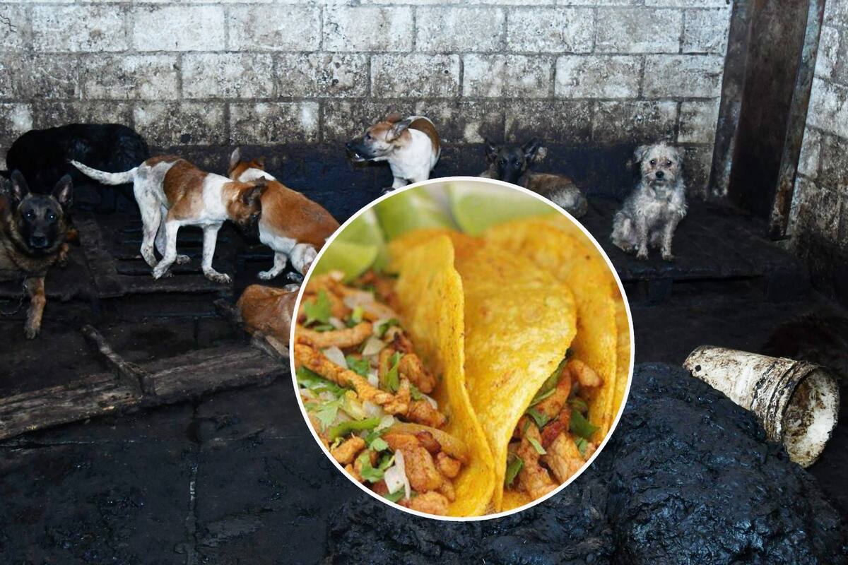 Así fue el rescate de 100 perritos tras denuncia de venta de carne canina en Edomex