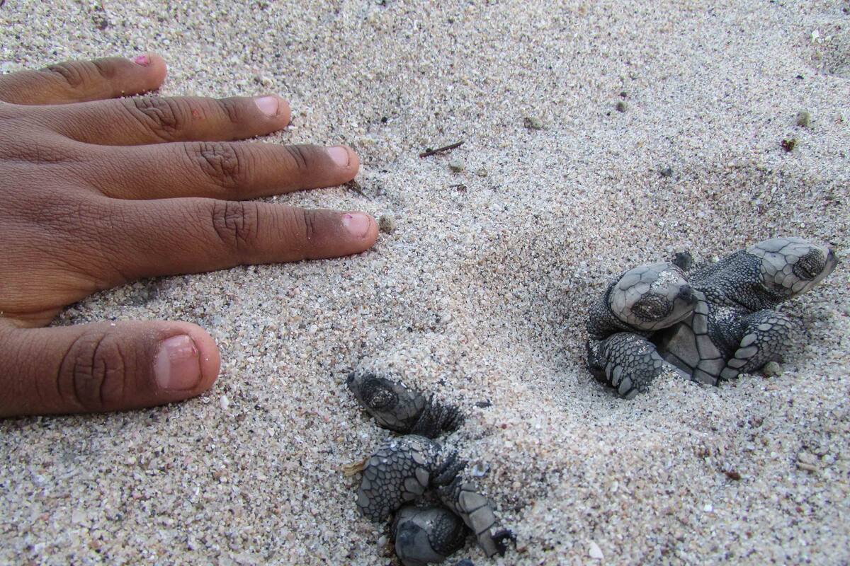 Construyen en Peñasco un campo para el desove de la tortuga golfina