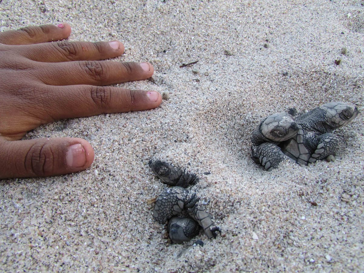 Integrantes del Grupo Tortuguero Comcaac liberan crías de tortuga golfina en las playas de Desemboque, Sonora, como parte de las acciones de protección de la especie. FOTO: BANCO DIGITAL