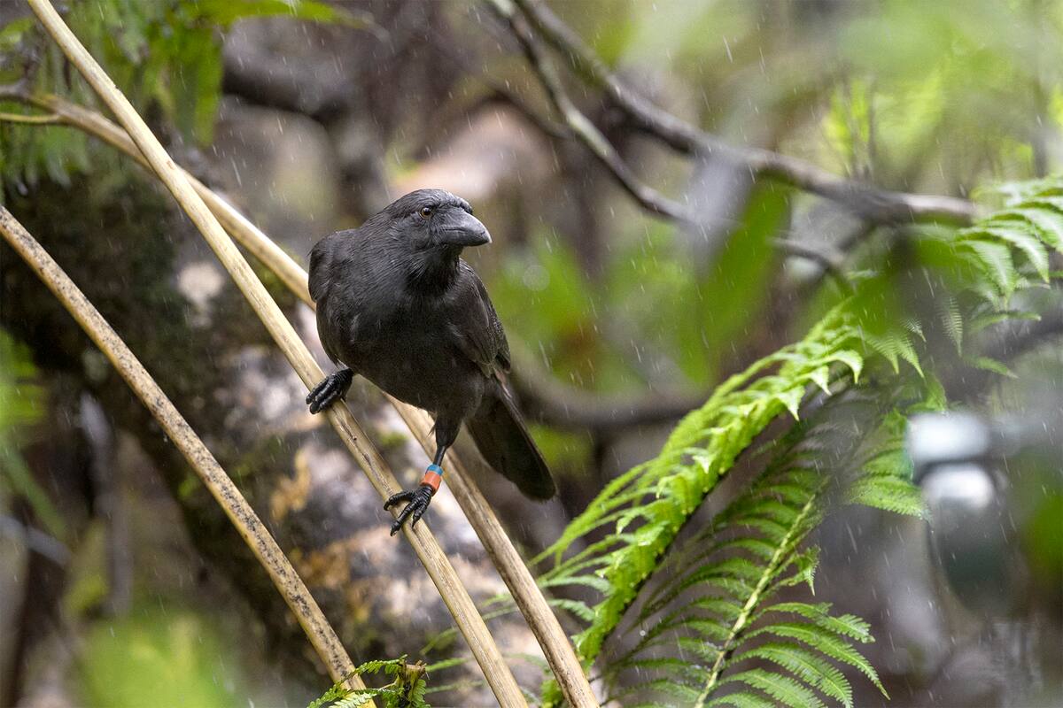 San Diego Zoo Wildlife Alliance libera cinco aves que estaban extintas en Hawái