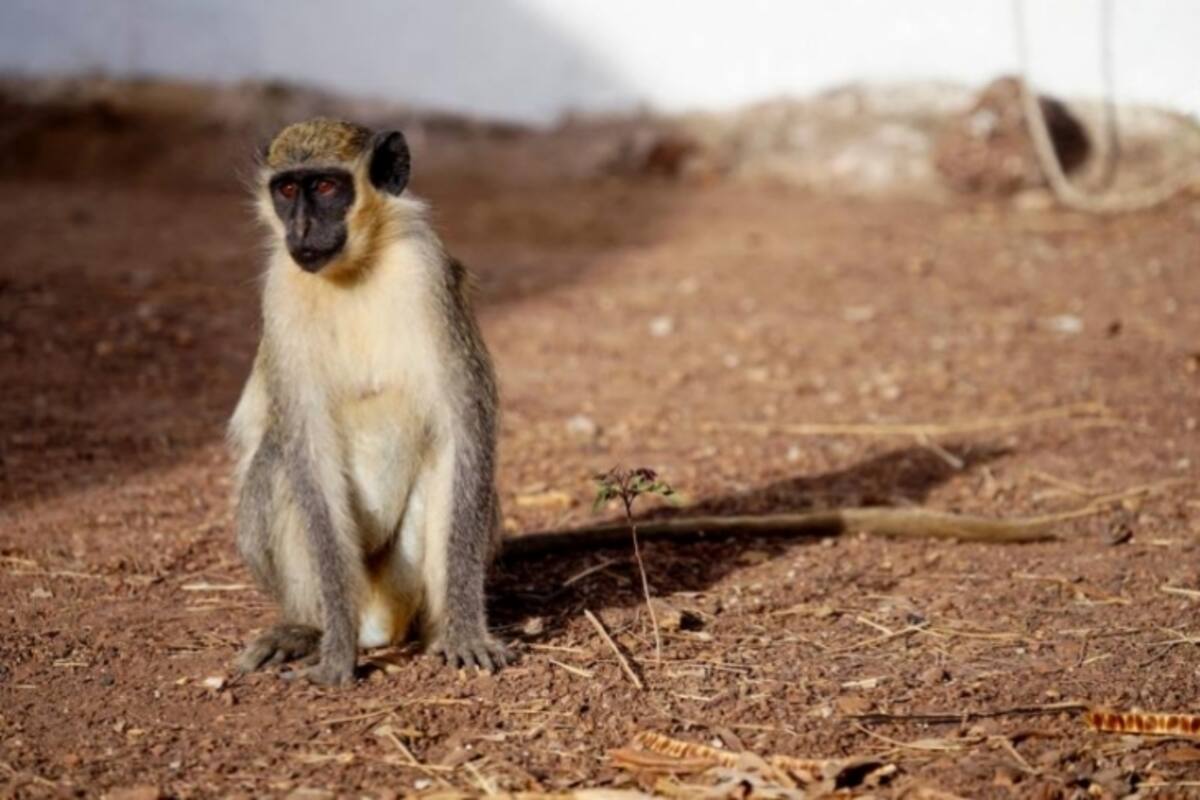 Monos verdes africanos aprenden a "decir" dron