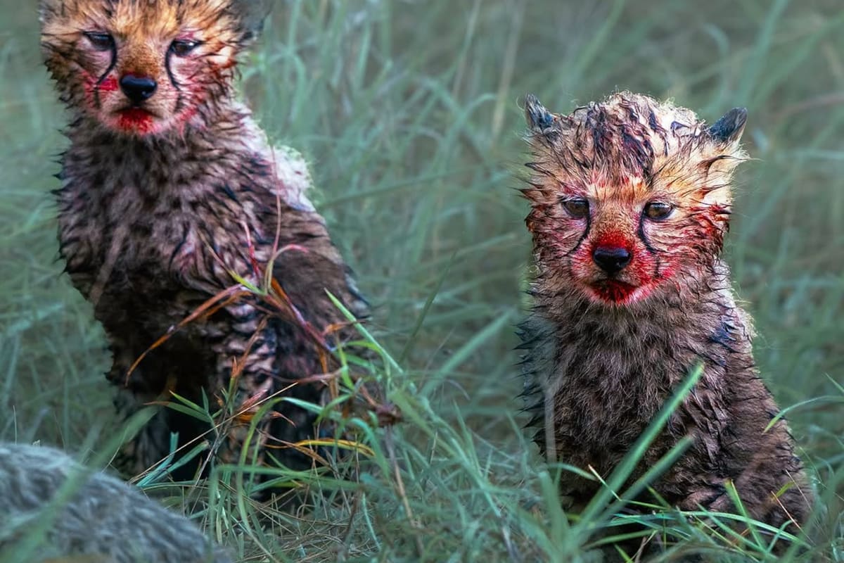 Cachorros de chita impresionan en internet con fotos cubiertos de sangre tras alimentarse