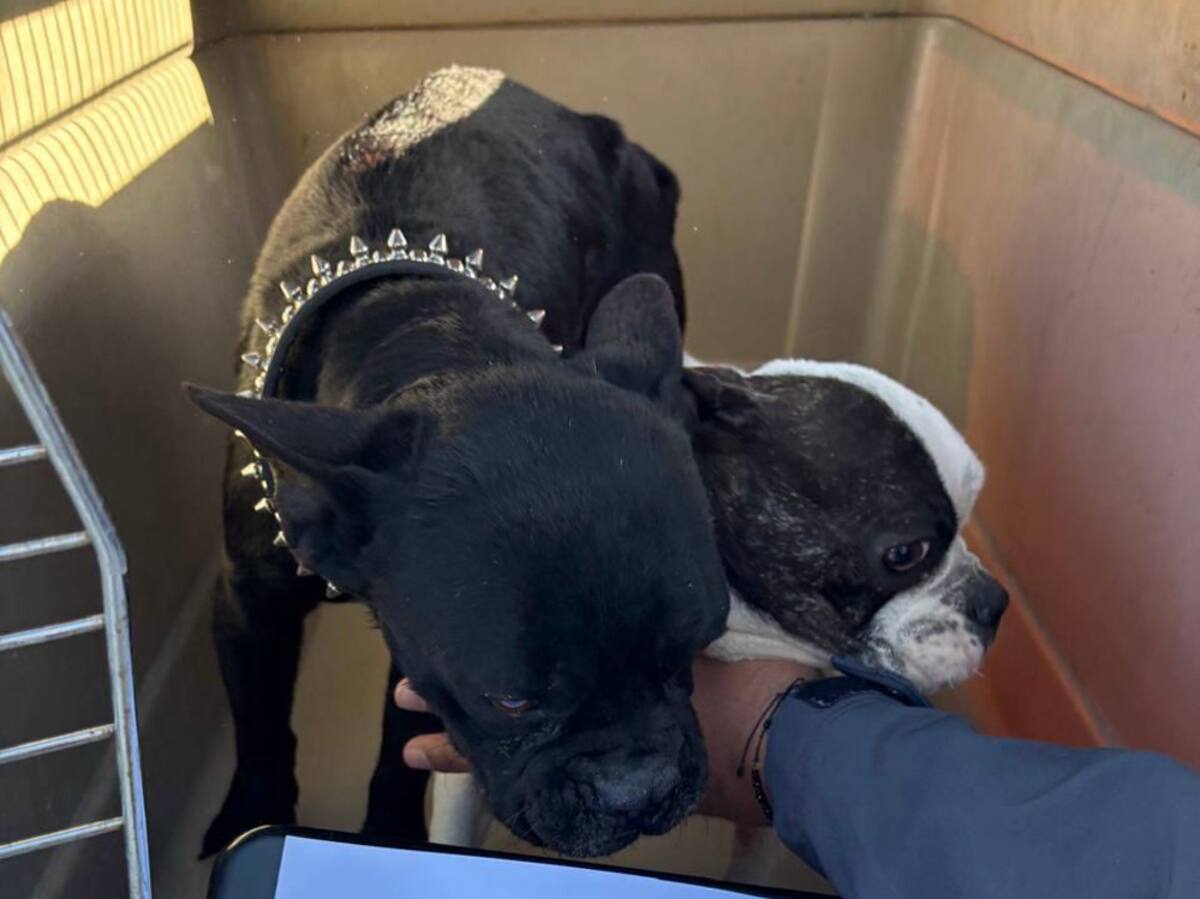 Los perros son de complexión pequeña.