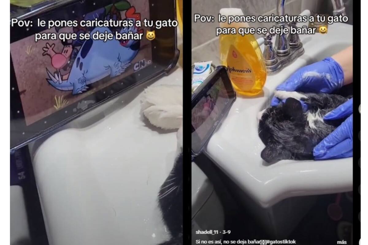 Gatito se entretiene viendo caricaturas mientras lo bañan