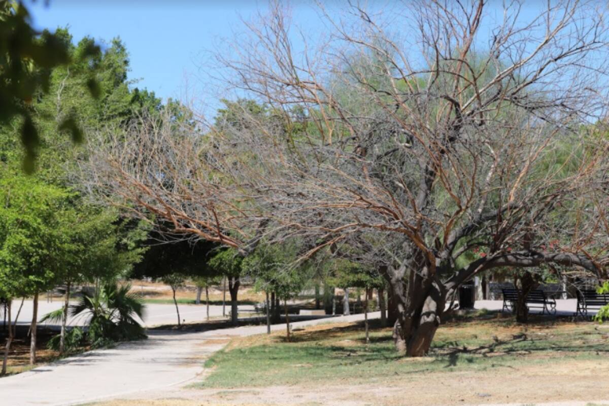 Árboles se secan en el Parque Madero