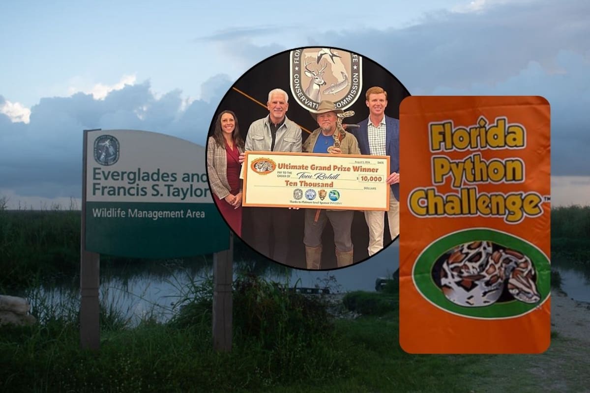 Florida Python Challenge 2026: cazadores eliminan 280 pitones birmanas en los Everglades y un participante se lleva el premio mayor de 10 mil dólares por capturar 96 serpientes