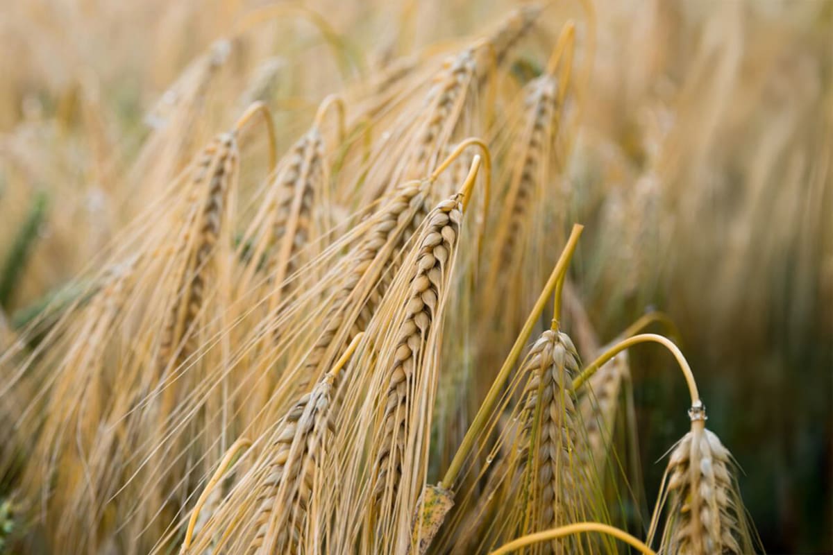 Las 10 mejores semillas con más nutrientes para una buena salud