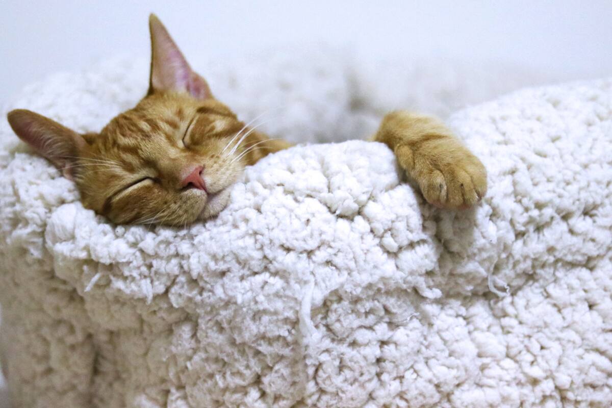 Especialista en sueño recomienda 4 reglas para tomar una siesta perfecta que te dejará renovado