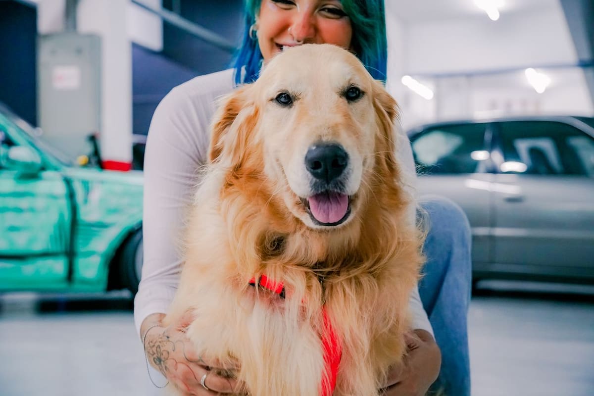 Especialistas explicaron que cada vez son más comunes las llamadas familias multiespecie, en las que perros y gatos forman parte del hogar y participan en la vida cotidiana como un integrante más. | Foto: Pexels