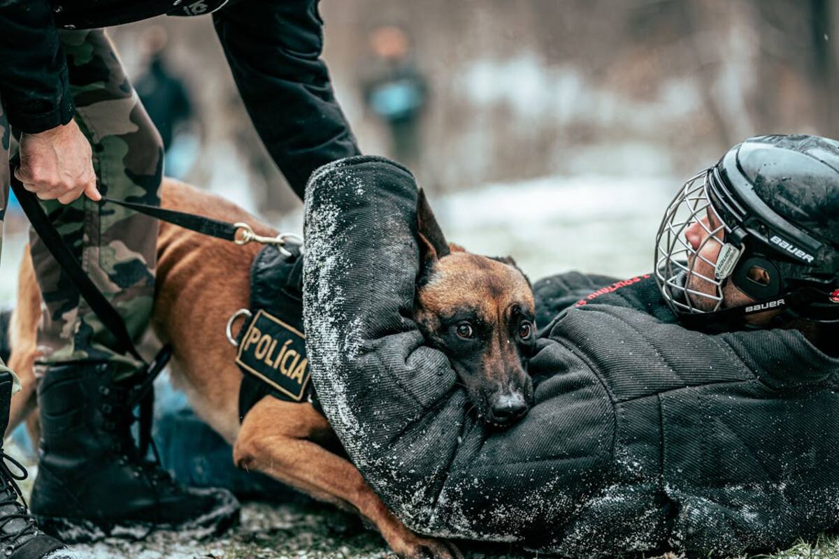 El Día Mundial del Perro de Trabajo