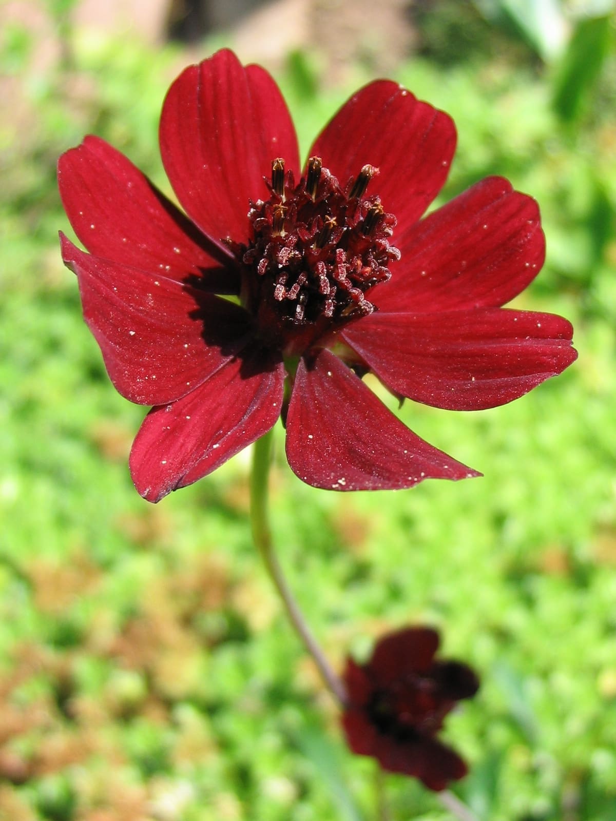 Cosmos Chocolate