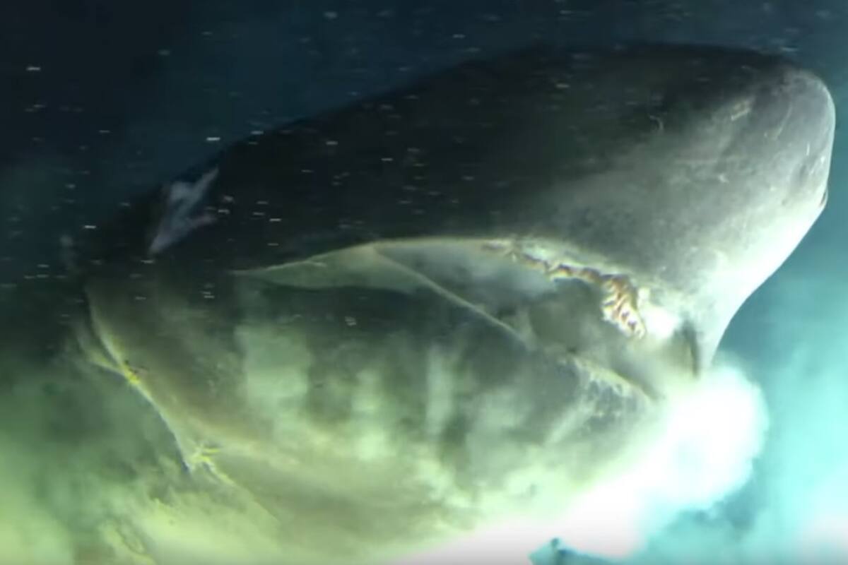 Captan a especie de tiburón más antigua que dinosaurios en el Golfo de México
