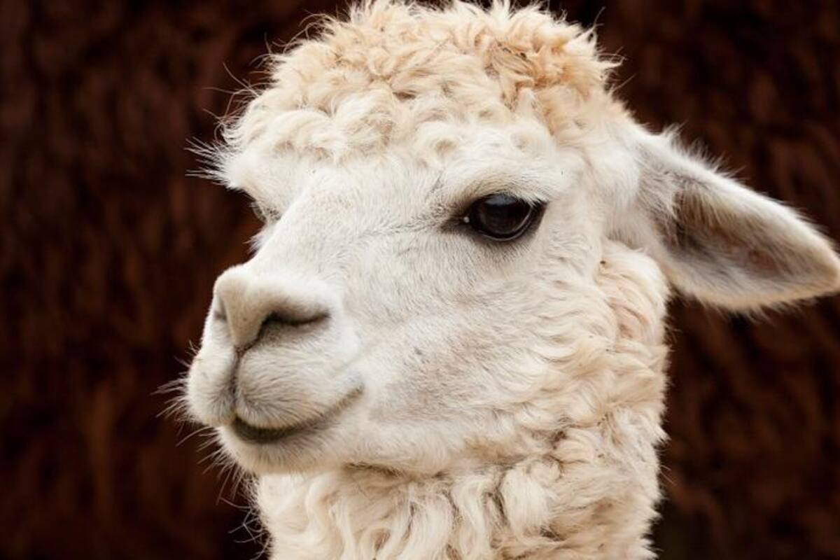 VIDEO: Llama ignora a las personas cuando se le acercan