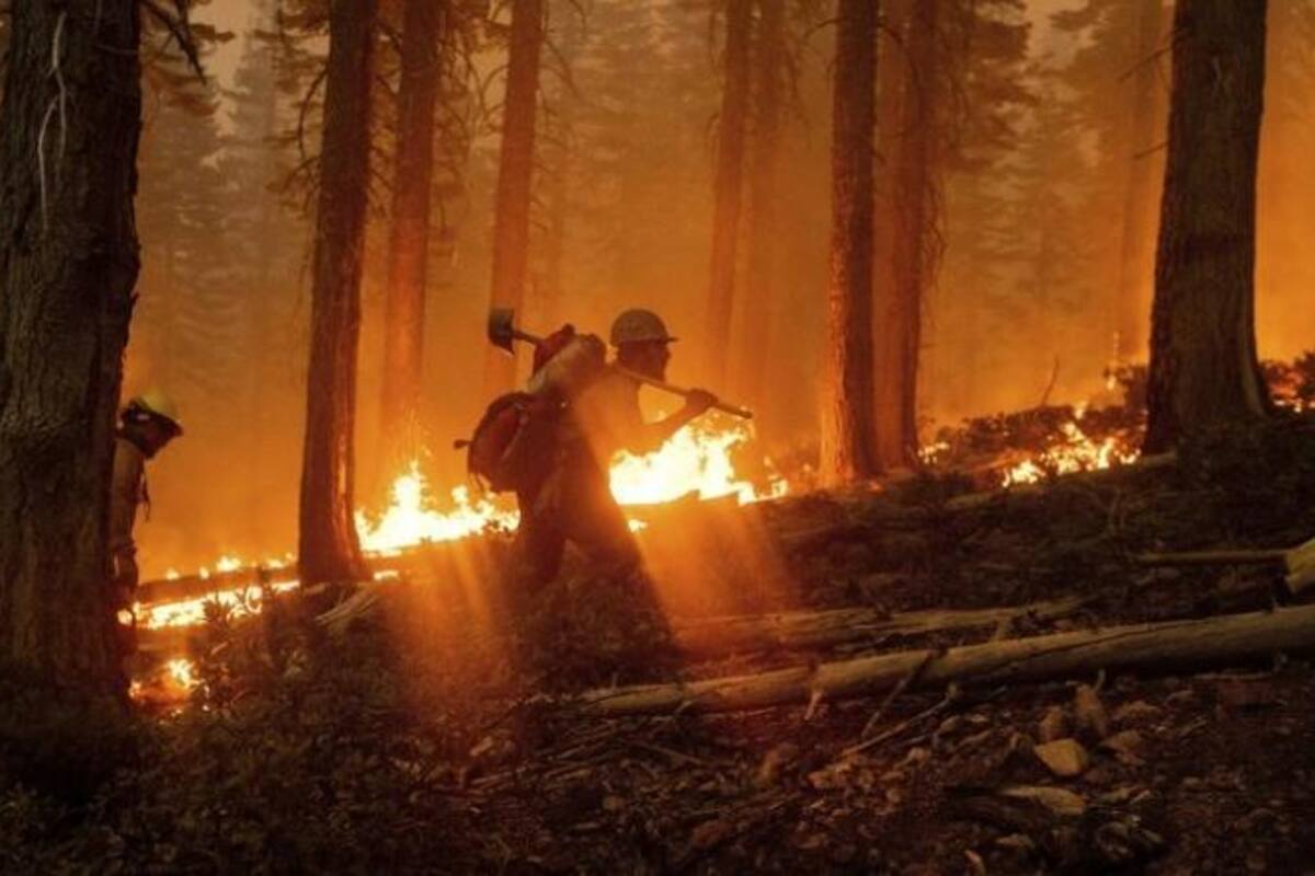 Incendio en California amenaza cultivos legales de marihuana