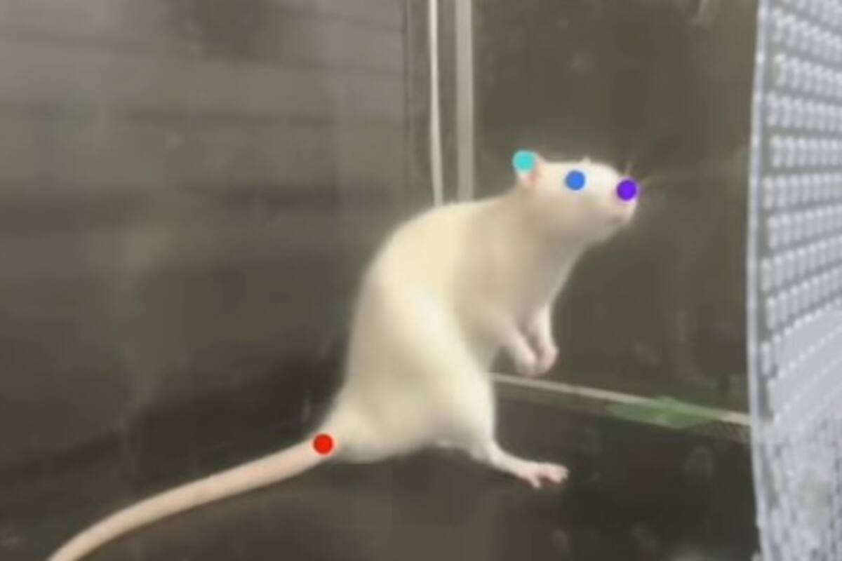 Las ratas pueden 'bailar' con música al igual que los humanos