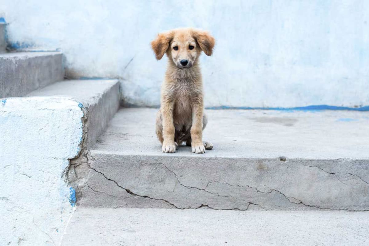 Hasta 25 millones de perros y gatos en México viven en situación de calle