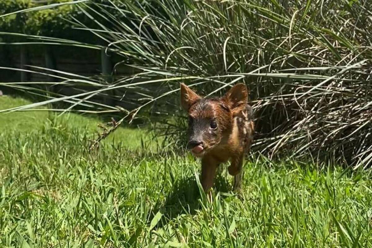 El animal pertenece a una especie muy particular, ya que es uno de los ciervos más pequeños del mundo y sus poblaciones están disminuyendo en la naturaleza. EFE/ Fundación Temaikén