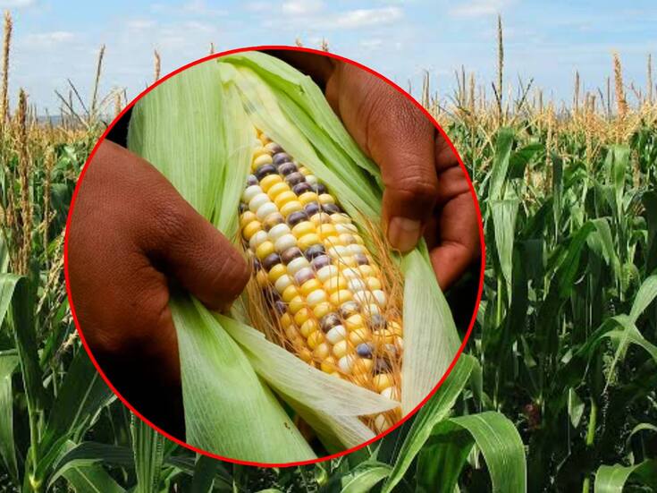 Aprueban prohibición de cultivo de maíz transgénico en México | Noticias de México | El Imparcial