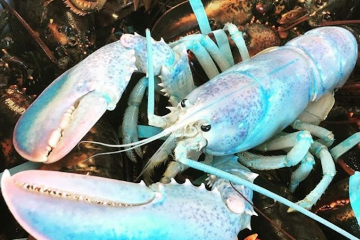 Encuentran langosta color “algodón de azúcar”, una de las más raras del mundo