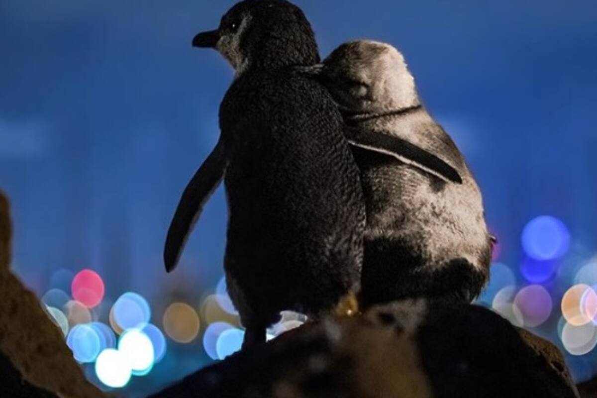 Captan a pingüinos abrazados mirando al horizonte