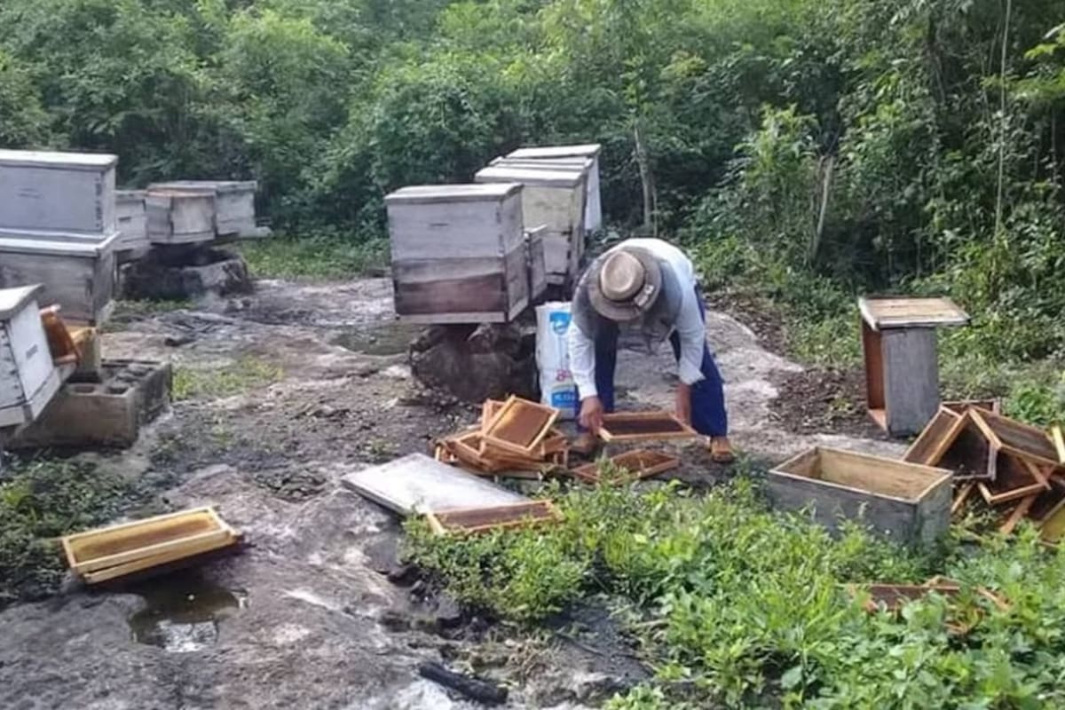 Yucatán: Aproximadamente el 50% de colmenas han sido afectadas por las inundaciones