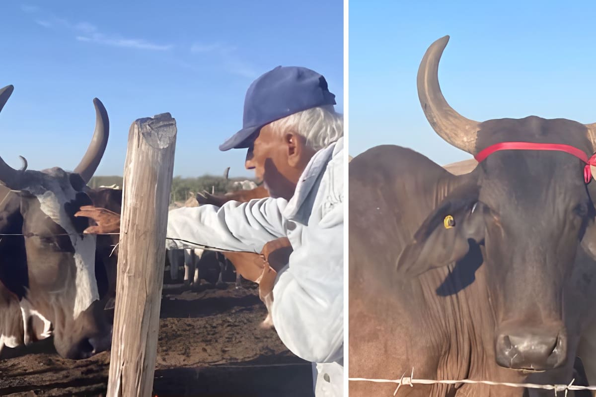 VIDEO: Abuelito coloca listón rojo en sus vacas embarazadas para protegerlas del eclipse