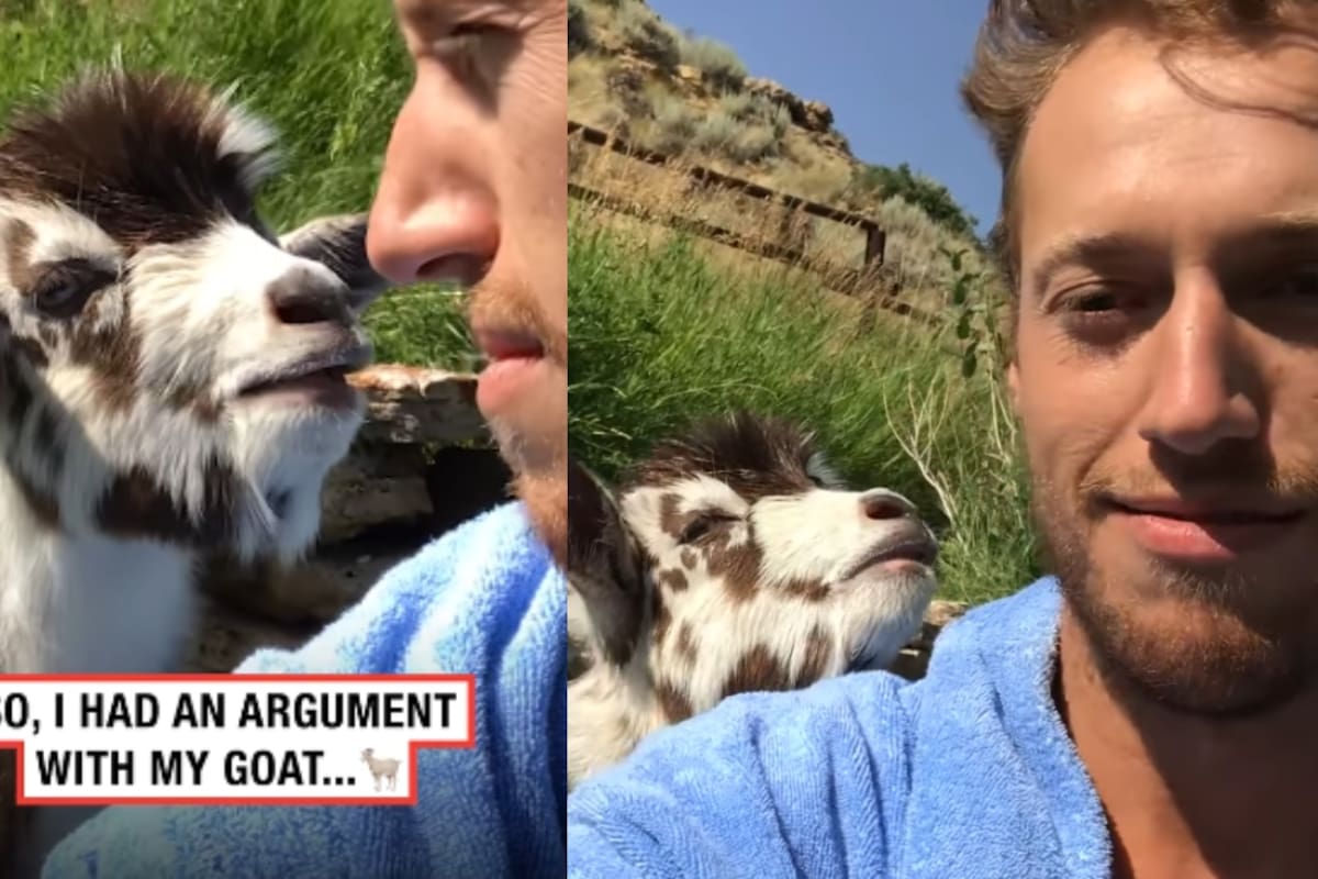 “¿Quieres pelear? Hagámoslo”: Hombre pelea con su cabra y se vuelve viral