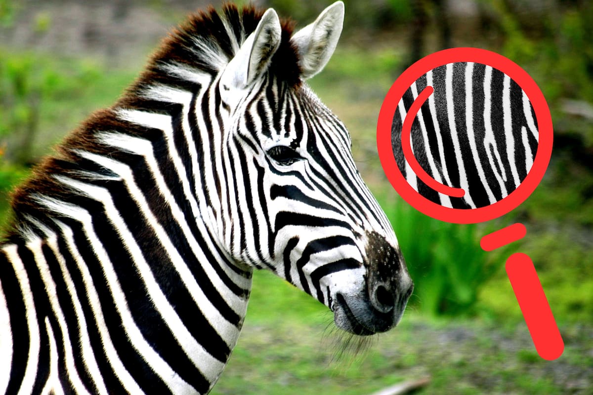 ¿Por qué las cebras tienen rayas?