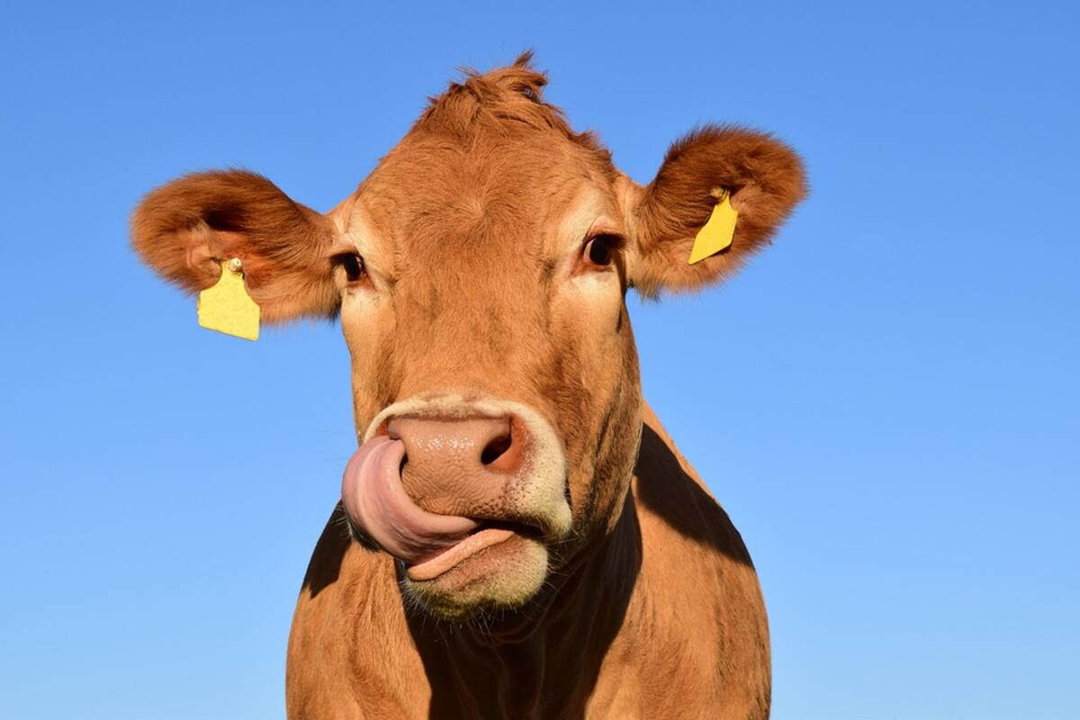 Conductor extraviado le pregunta la dirección a una vaca