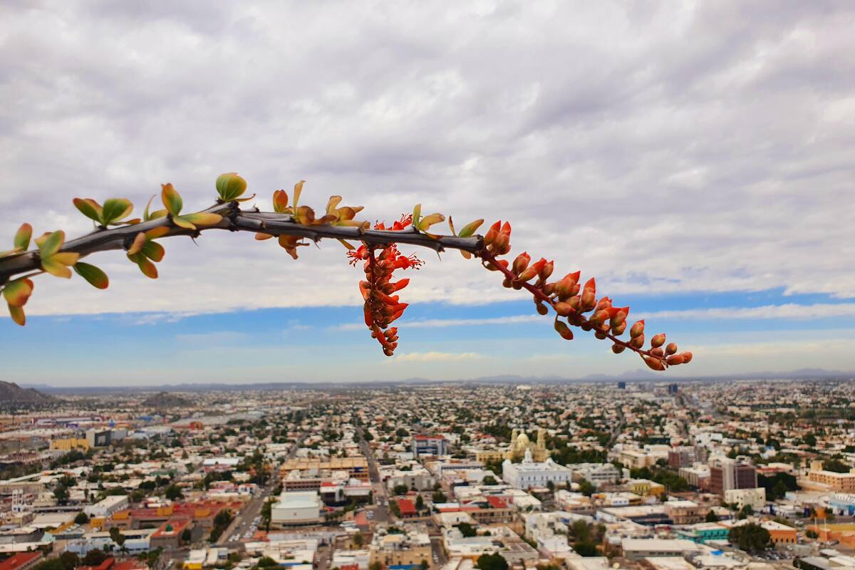 Yoduro de plata para combatir la sequía en Sonora: Crece probabilidad de lluvias al bombardear nubes en Sonora