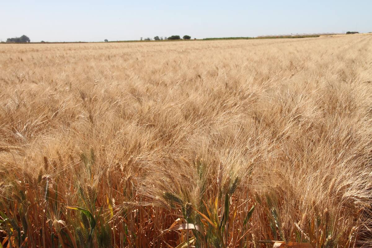 Aceptan productores precio de garantía para trigo panificable