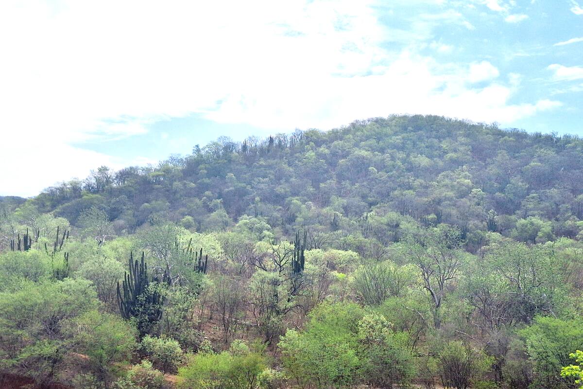 Tienen ganaderos del Sur de Sonora un mejor panorama tras las lluvias