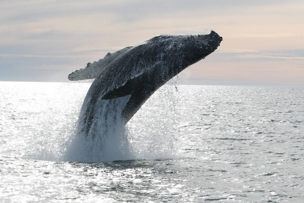 Explora 5 actividades imperdibles en Puerto Peñasco