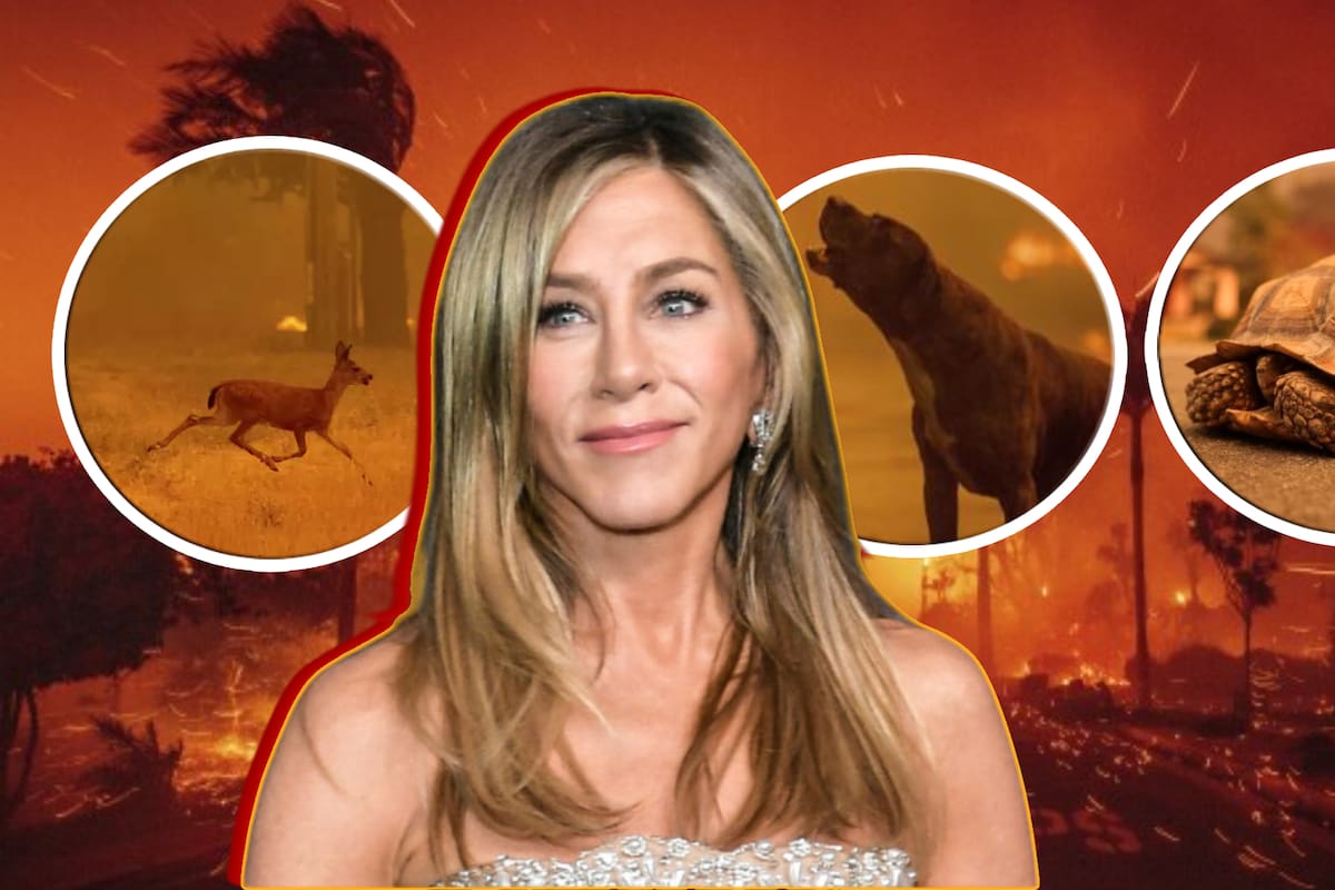 Jennifer Aniston pide ayuda para animales en peligro por incendios en Los Angeles