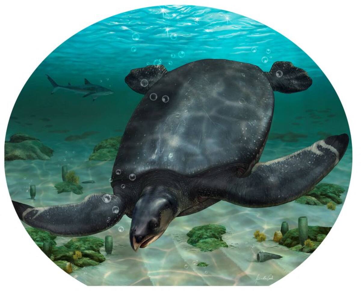 Reconstrucción ilustrada de la gran tortuga marina del Cretácico Leviathanochelys aenigmatica, que vivió hace unos 83 millones de años y cuyos fósiles se encontraron en la comarca catalana del Alt Urgell, en el noreste de España. ICRA_Arts/Museu de la Conca Della - Institut Catala de Paleontologia Miquel Crusafont/Handout via REUTERS