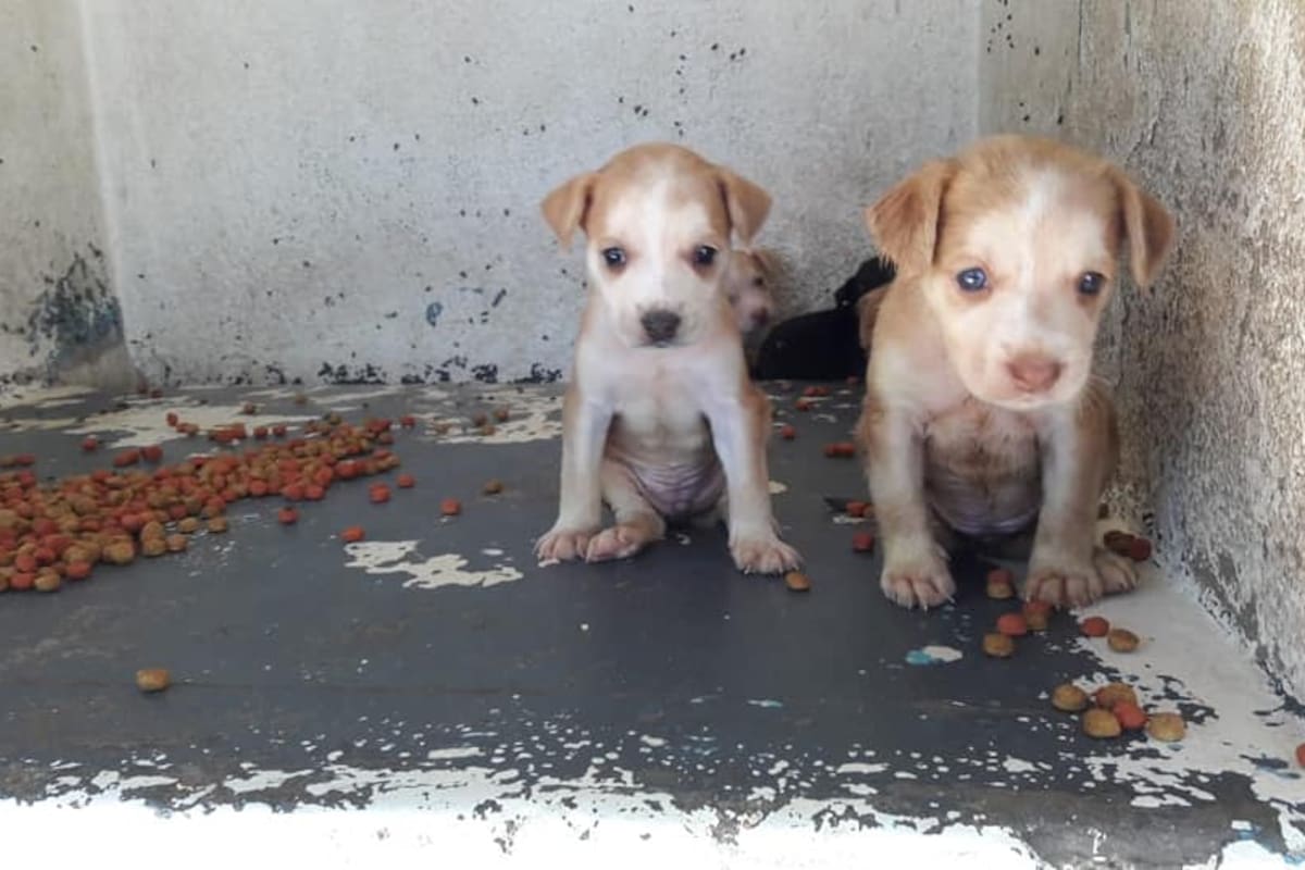 Tienen 25 perros y gatos en adopción
