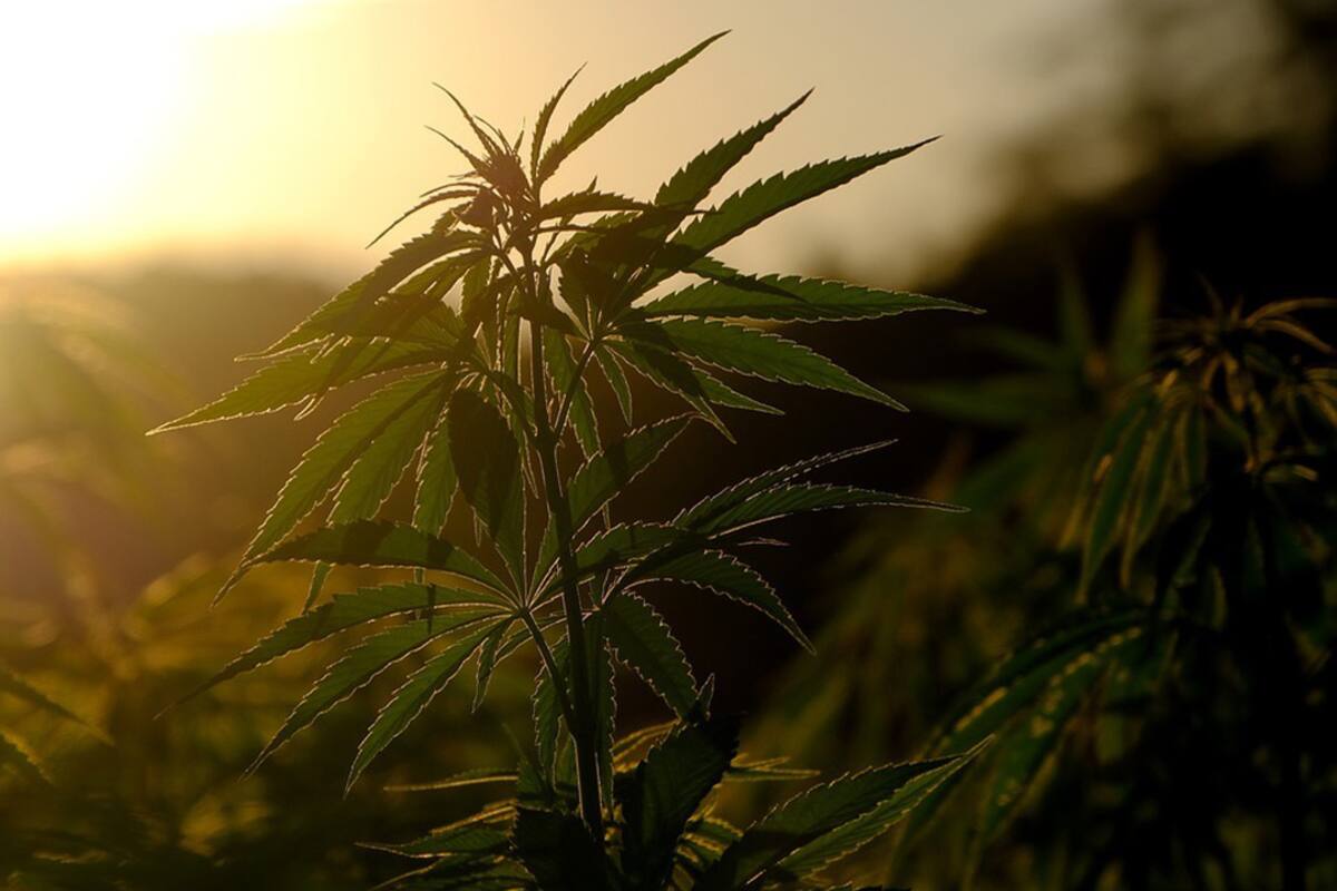 Aceite CBD para ayudar a conciliar el sueño