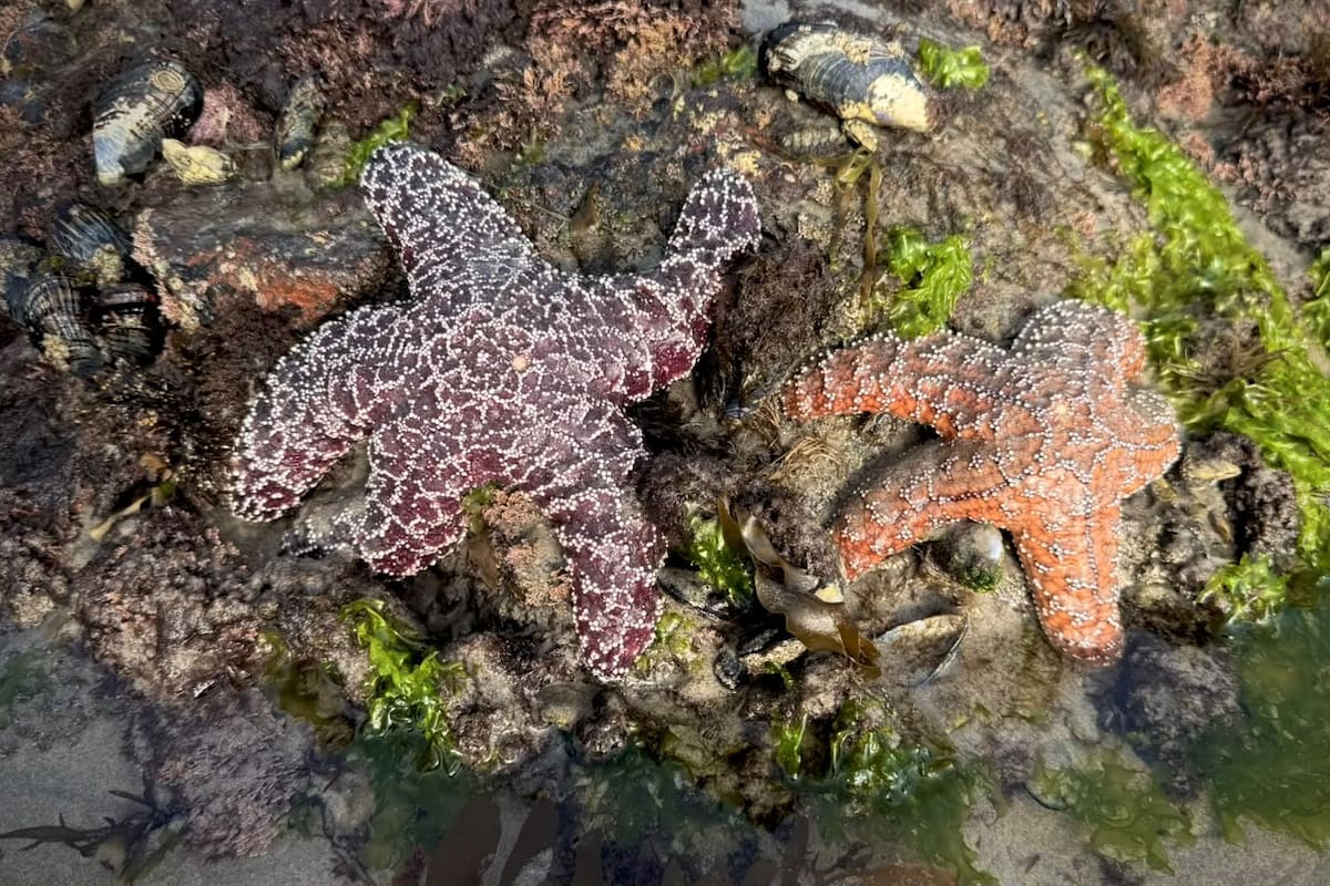 Marea baja deja ver estrellas de mar en Playas de Rosarito
