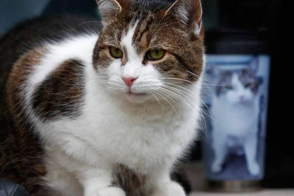 ¿Sientes que te odia tu gato? Cinco cosas que no les gustan